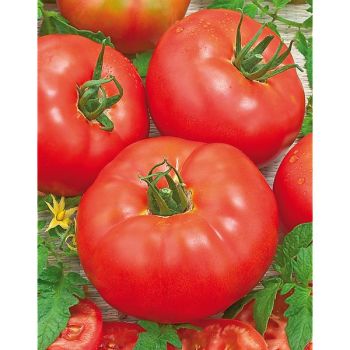 TOMATE F1 MONTECARLO