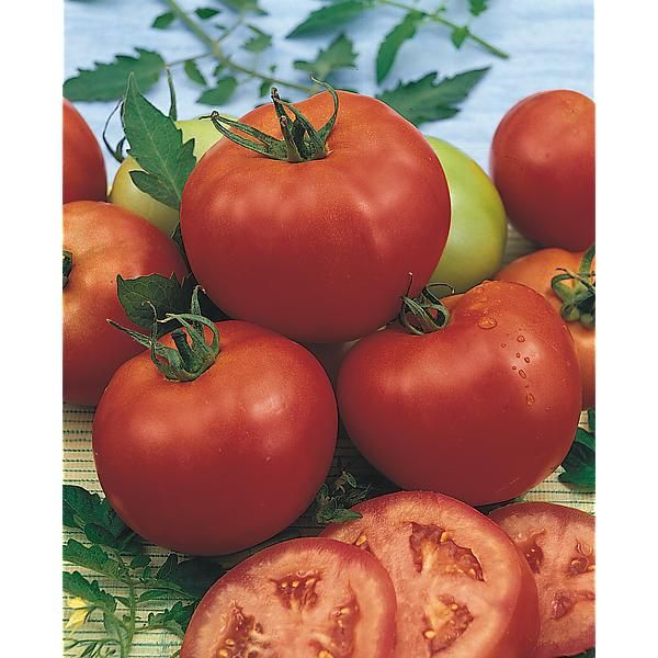 TOMATE MERVEILLE des MARCHÉS