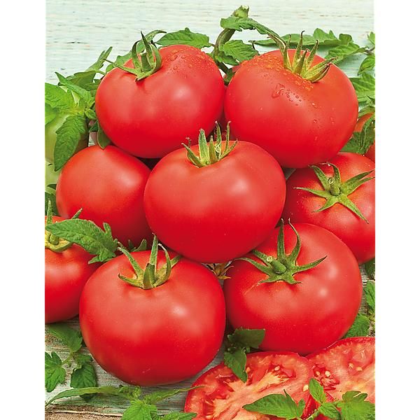 TOMATE F1 MONTFAVET 63/5