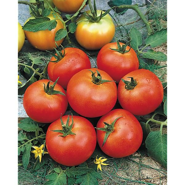 TOMATE F1 OLYMPE