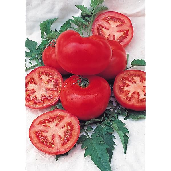 TOMATE F1 SUPERSTEAK