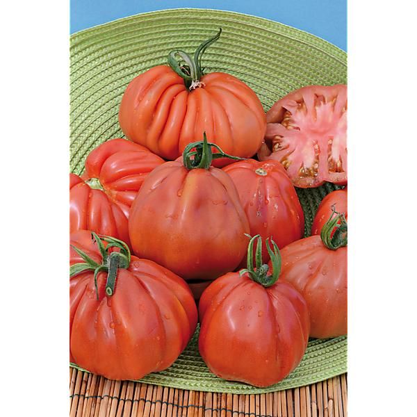 TOMATE RED PEAR sélection PIRIFORM