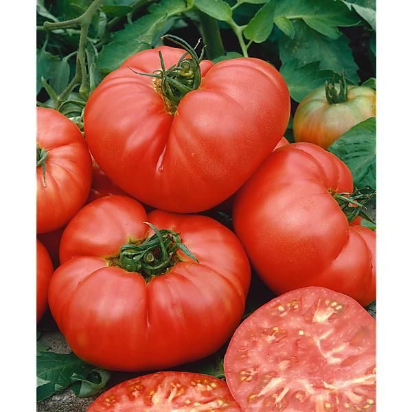 TOMATE PONDEROSA