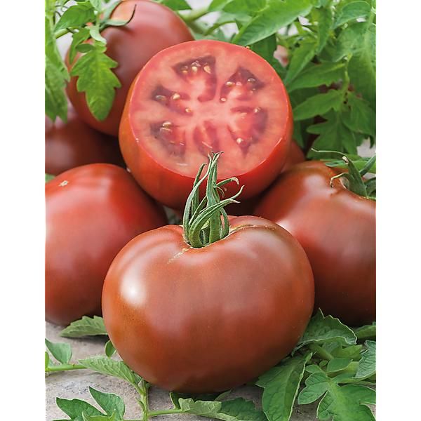 TOMATE F1 KAKAO