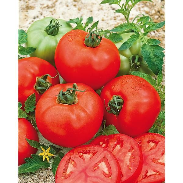 TOMATE F1 GORDAL