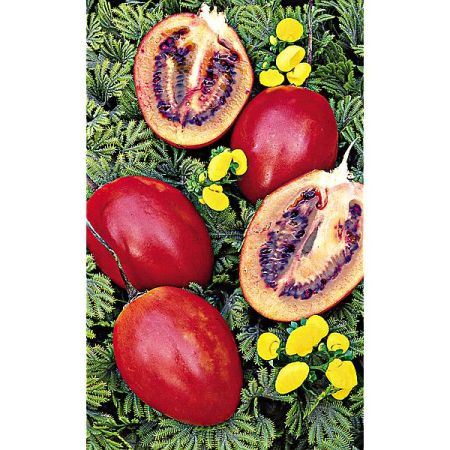 TOMATE en ARBRE (cyphomandra betacea)