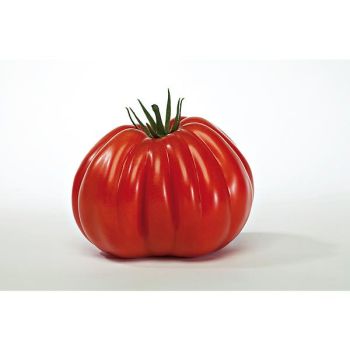 TOMATE F1 VOLUPTUOSO