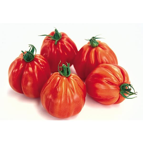 TOMATE F1 BARTOLINA