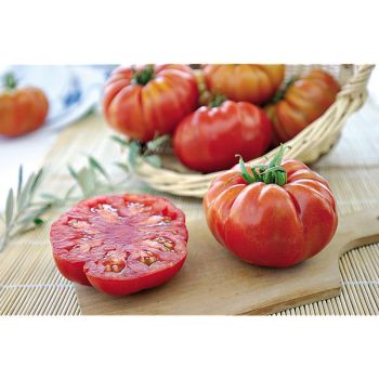 TOMATE F1 MARBONNE 2