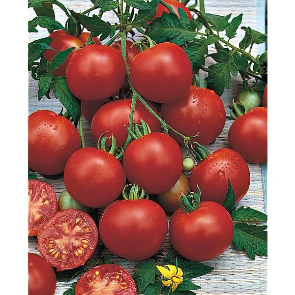 TOMATE BLOODY BUTCHER