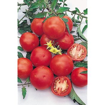 TOMATE F1 HARZFEUER