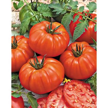 TOMATE F1 BUFFALOSTEAK