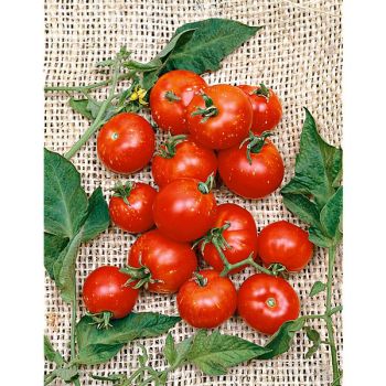 TOMATE STUPICE POLNI ou STUPICKÉ POLNĺ RANÉ