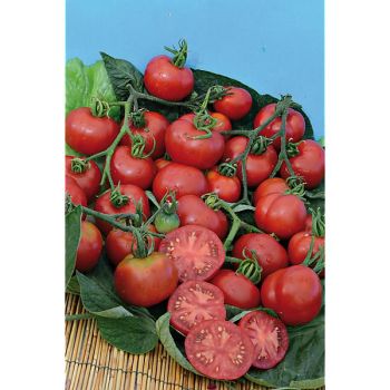 TOMATE STUPICE POLNI ou STUPICKÉ POLNĺ RANÉ 2
