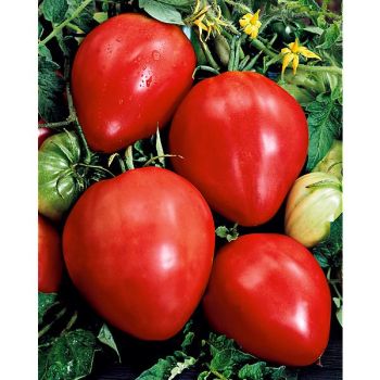 TOMATE F1 FLEURETTE