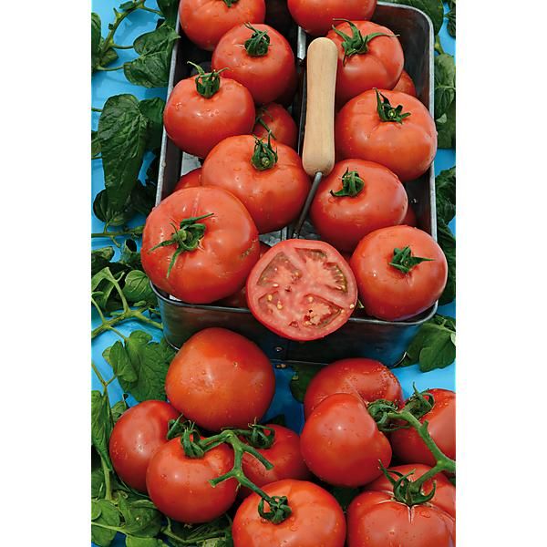 TOMATE F1 FANTASIO