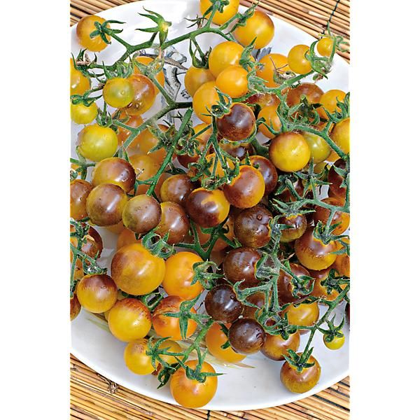 TOMATE F1 INDIGO GOLD BERRIES