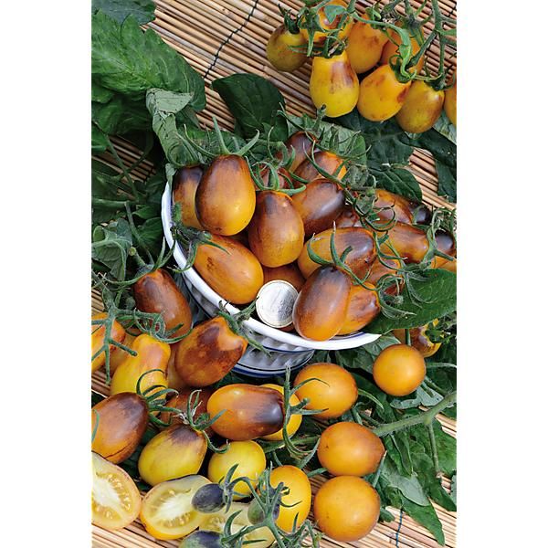 TOMATE INDIGO PEAR DROPS
