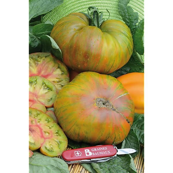 TOMATE DOROTHY'S GREEN