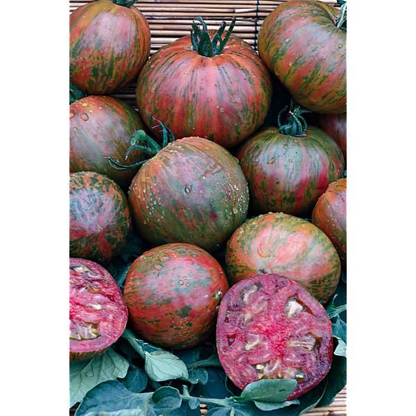 TOMATE CASSANDA