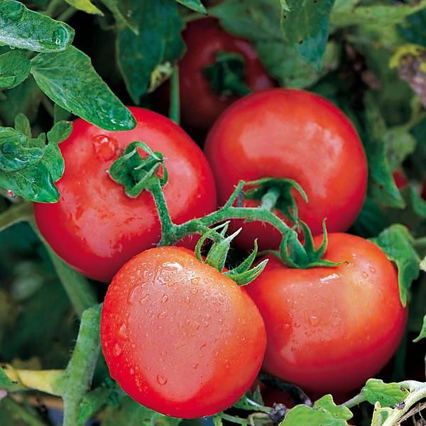 TOMATE F1 DEFIANT