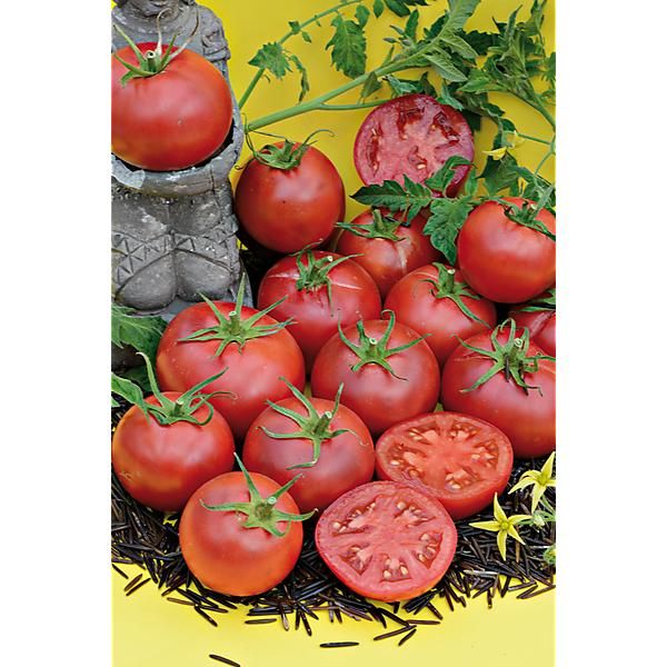 TOMATE F1 TEX 2720