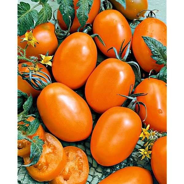 TOMATE CARMEN