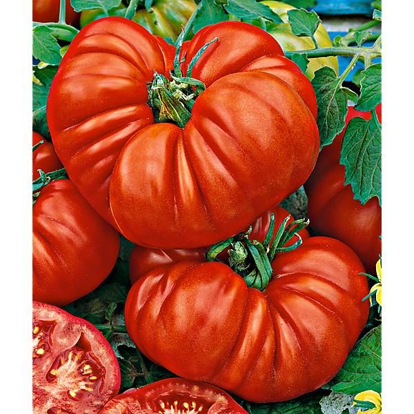 TOMATE HUEVO de TORO