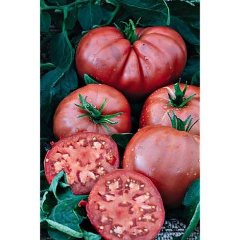 TOMATE HUEVO de TORO 2