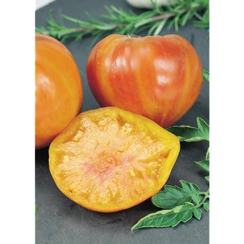 TOMATE F1 BUFFALOSUN