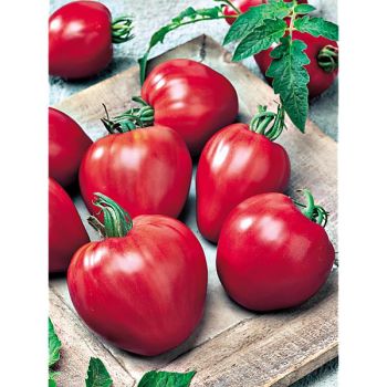 TOMATE F1 AMOURINE