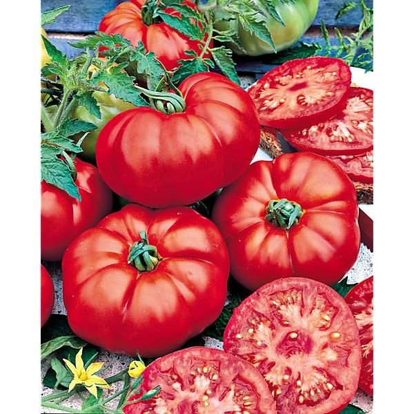 TOMATE F1 BELLEMAR