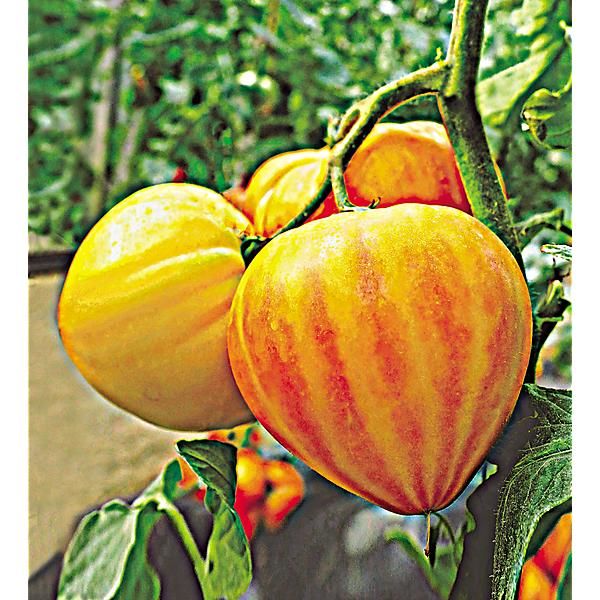 TOMATE F1 GOURMANSUN