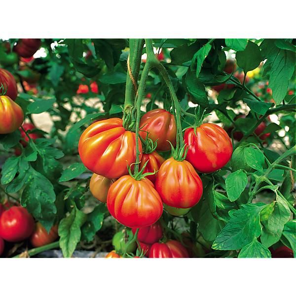 TOMATE F1 RUGANTINO