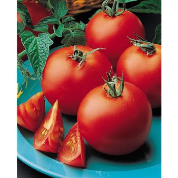 TOMATE MATINA Bio