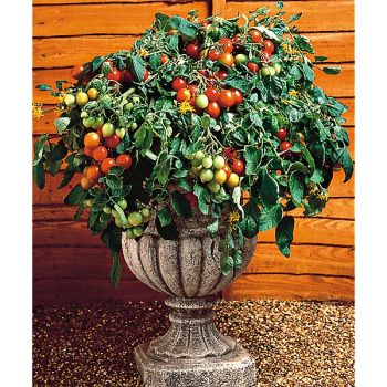 TOMATE TUMBLING TOM RED