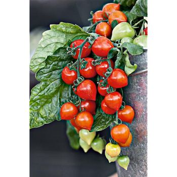 TOMATE F1 SWEET VALENTINES