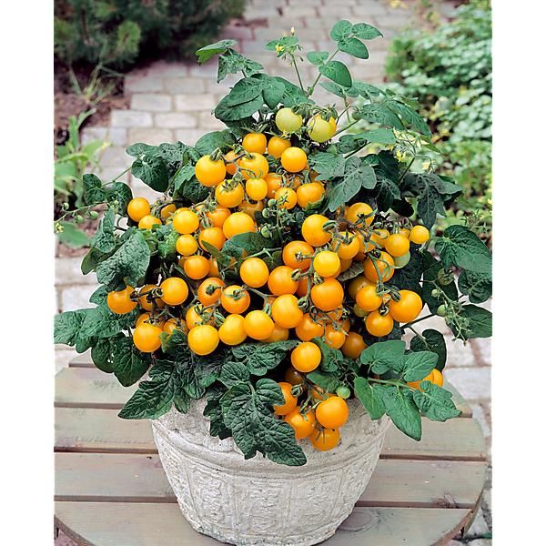 TOMATE AZTEK