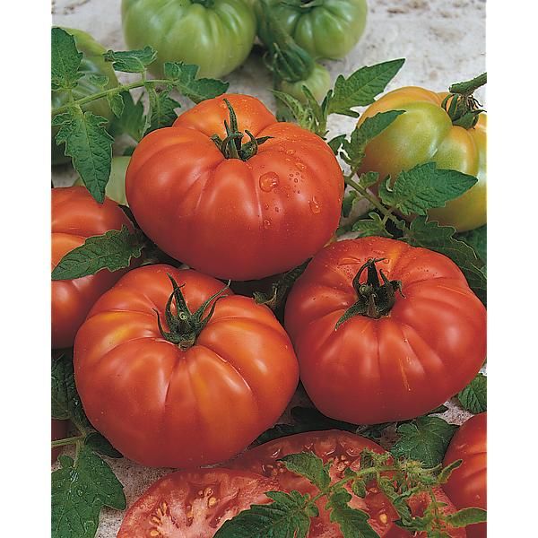 TOMATE MARMANDE à GROS FRUITS