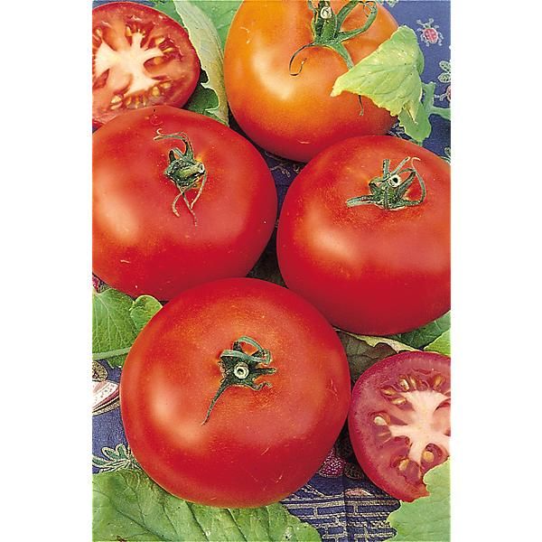 TOMATE SAINT PIERRE