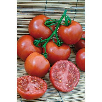 TOMATE F1 ESTIVA