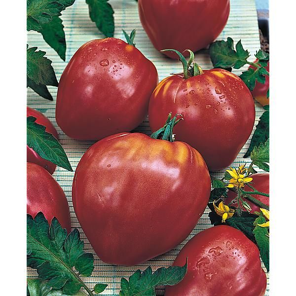 TOMATE CUOR DI BUE Bio