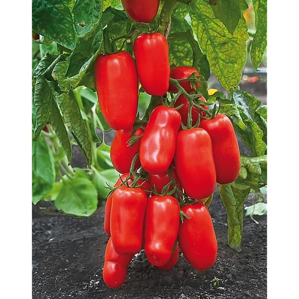 TOMATE SAN MARZANO 2 Bio