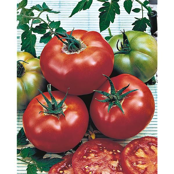 TOMATE F1 MAESTRIA Bio
