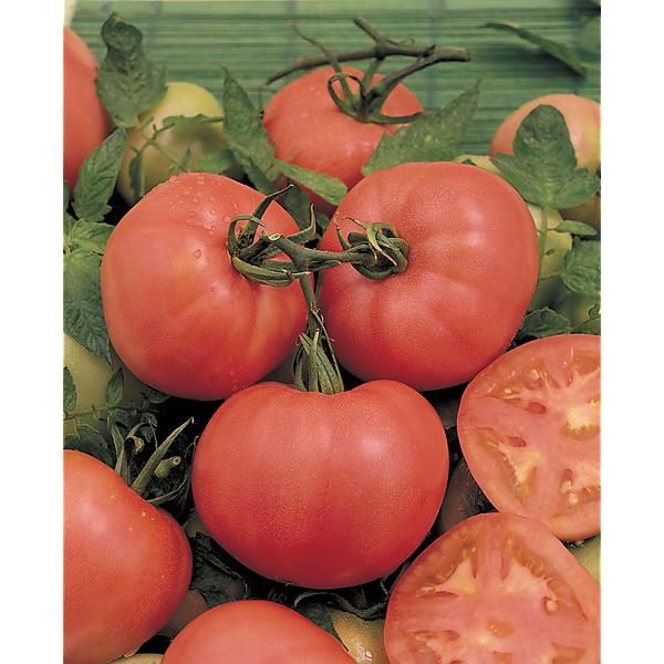 TOMATE ROSE de BERNE Bio