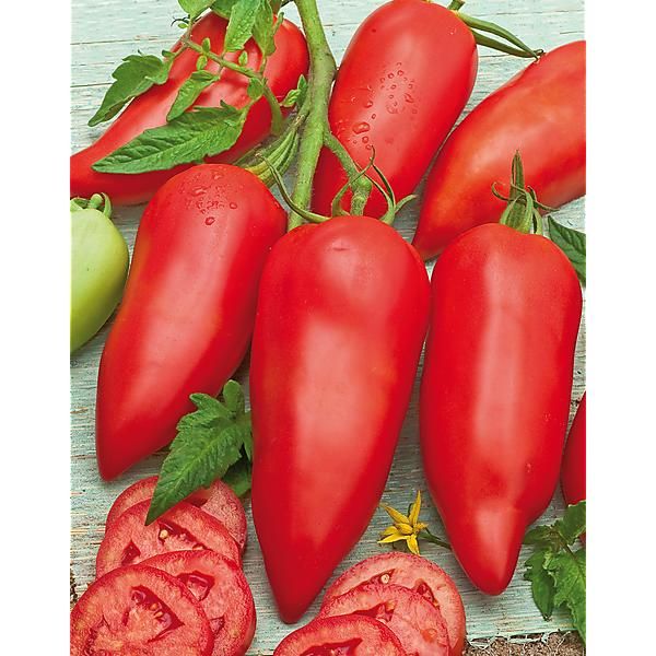 TOMATE F1 CORNABEL