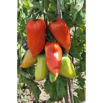 TOMATE F1 CORNABEL