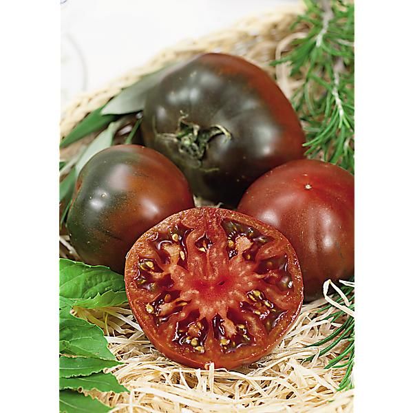 TOMATE F1 BRUNITO