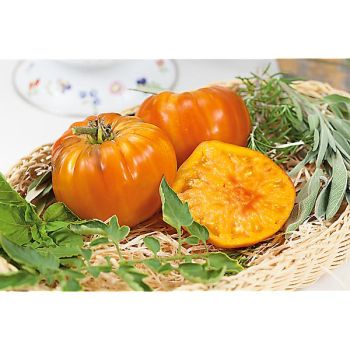 TOMATE ANANAS sélection ANASUN