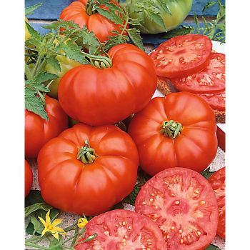 TOMATE MARMANDE sélection ADOUR